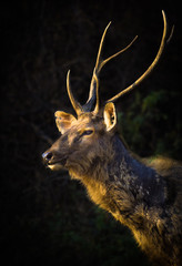 A portrait of a Deer © Robbie Ross