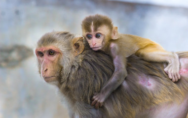 Naklejka premium The Rhesus Macaque Monkey and her baby together