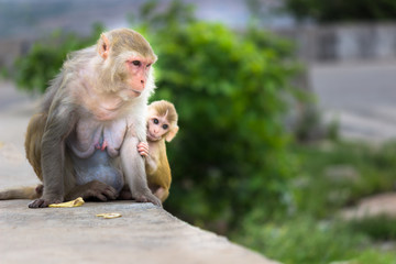 The Rhesus Macaque Monkey and her baby sitting  together
