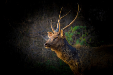 A portrait of a Deer © Robbie Ross