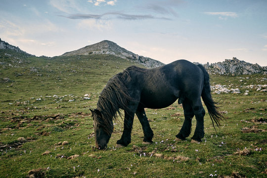 Caballo libre