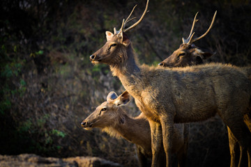 Portrait of a Deer in a soft dark background and soft light.