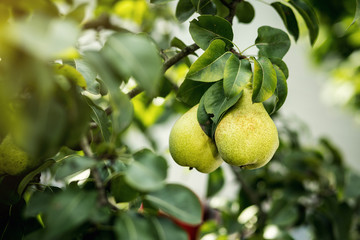 Tasty young healthy organic juicy pears hanging on a branch