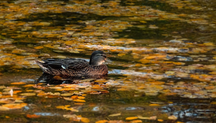 Duck on a Pond in Autumn