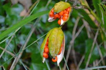 Red Berry Seed Plant