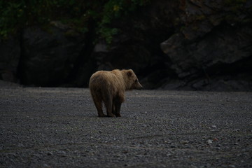 brown bear