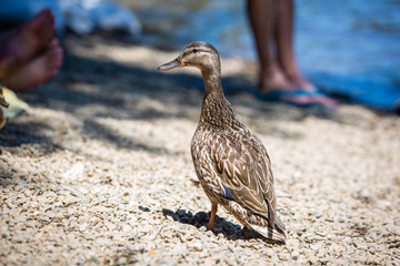 Mother goose along the people at the beach