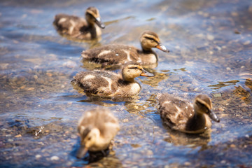 Cute little ducklings family together summer day