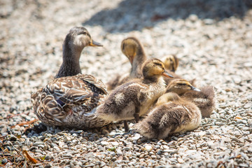 Family of cute little ducklings together at the lake