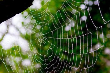 Spider Web Green Background