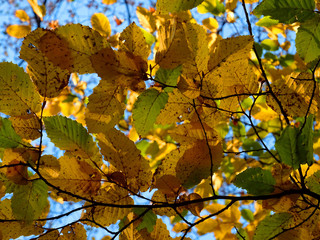 Fototapeta premium Beech Autumn Leaves during a Sunny Day