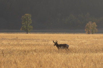 Pronghorn Antelope Buck in Fall