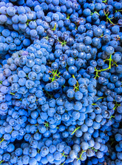 A whole box filled with ripe, organic blue grapes.