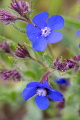 flores de jard&iacute;n