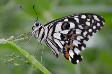 The Common Lime Butterfly sitting on the flower plants in its natural habitat with a nice soft blurry background.
