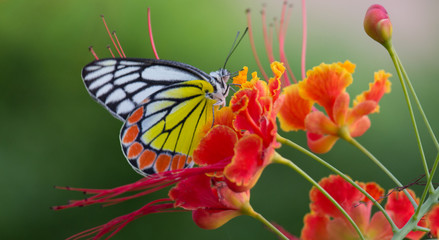 Beautiful Jezebel Butterfly among lovely flowers.... 