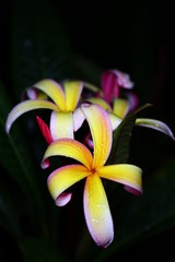 yellow flower plumeria 