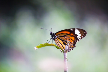 The Monarch Butterfly sitting on the flower plant  and feeding itself in its natural habitat in a nice soft beautiful backgroud flowers