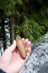 Pitch Pine trees with fresh brown pine cones and green pine needles
