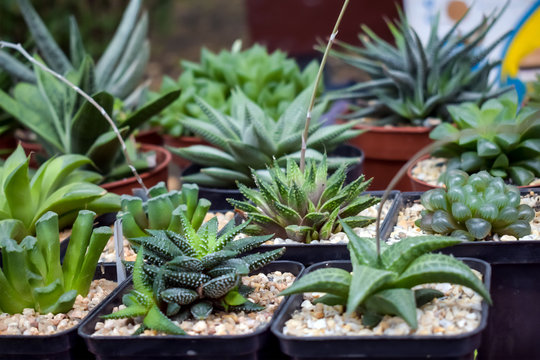 Close up of different varietal agave succulent plants in pots, selective focus. various types of succulent plant pot - echeveria, Graptoveria, Haworthia, sempervivum, flowering house, house plants