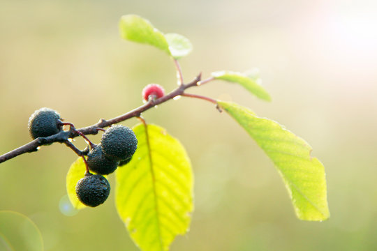 Branches of Frangula alnus with black berries after rain