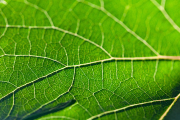 Green leaf background texture in macro closeup