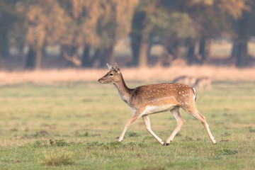Naklejka na ściany i meble Fallow Deer, Dama dama, female running on the grass in Dyrehave, Denmark.