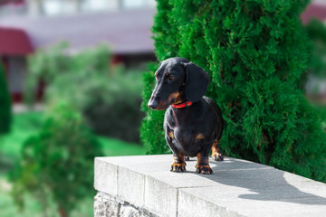 plump dachshund sitting on the background of thuja