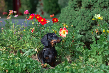 well-groomed dog breed dachshund sits among the flowers in the flowerbed