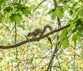 squirrel on tree