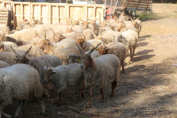 Authentic hungarian sheep breed name is racka sheep