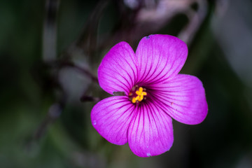 flor de violeta y amarilla