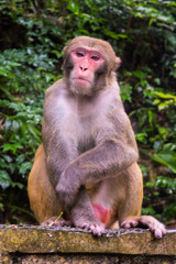 Fototapeta premium Rhesus Macaque, Macaca mulatta, seen near the Golden Whip Stream, Zhangjiajie UNESCO Global Geopark, Hunan, China.