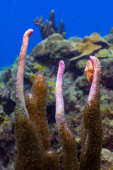 Flamingo Snail on Purple Coral