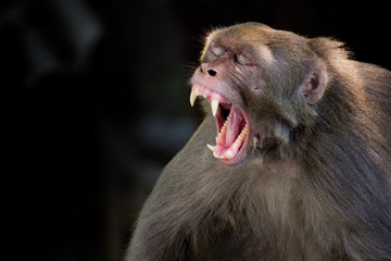 A Portrait of The Rhesus Macaque Monkey in its natural habitat.