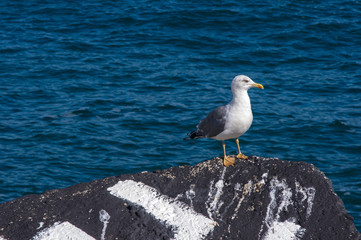 seagull on rock