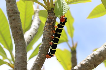 Giant Caterpillar