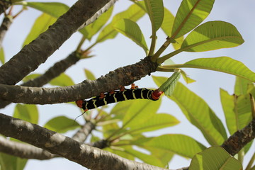 Giant Caterpillar on a Tree