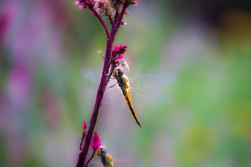 A Dragonfly sitting on the stem of a plant in its natural habitat with a nice soft background.