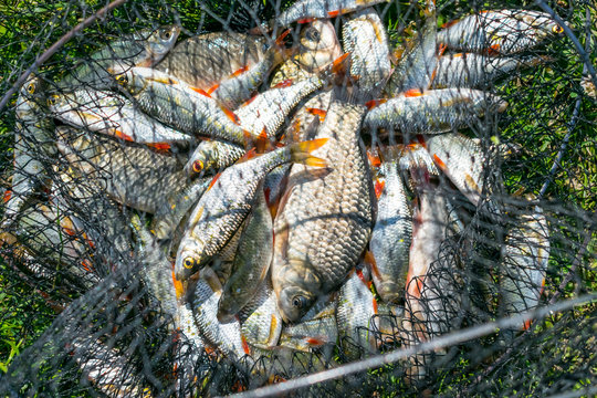 Catch of fish in net basket on green grass by the river. Many roaches on fishing net. Fishing concept, good catch. Fresh fish just taken from the water on landing net with fishery catch in it.
