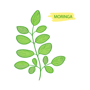 Moringa. Plant. Leaves. On a white background.
