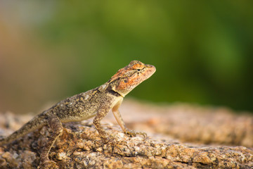 Naklejka na ściany i meble Peninsular Rock Agama lizard sitting on the rock in its natural habitat.