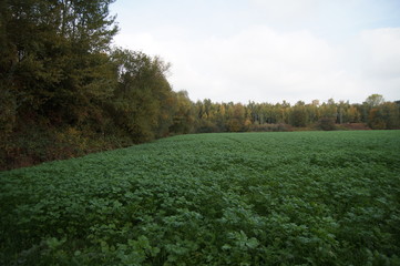 Wald