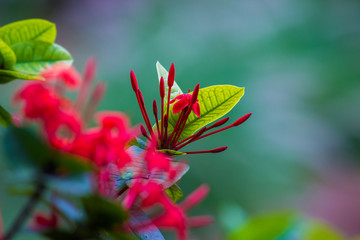 Portrait of Ruby red pentas flowers in a soft green background.