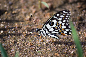 Common lime butterfly sitting on the flower plants in its natural habitat