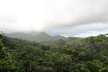 Rain forest and Fog