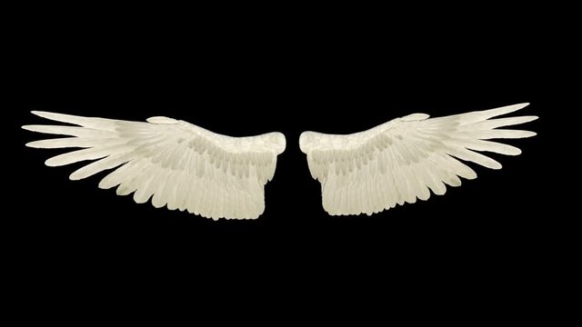 wings flap, loop, animation, transparent background