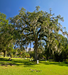 Fototapeta na wymiar The Tallahassee Old City Cemetery is the oldest burial ground in the city, established in 1829by the Florida Territorial Legislature.