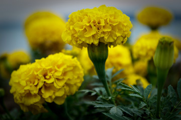 yellow spring flowers in the garden