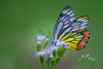  Delias eucharis, the common Jezebel, is a medium-sized pierid butterfly 